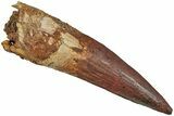 Fossil Spinosaurus Tooth - Real Dinosaur Tooth #233789-1